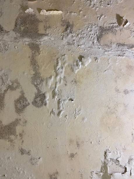 Best Emergency Mold Removal  in Arlington, MN