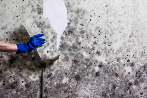 Best Commercial Mold Removal  in Arlington, MN