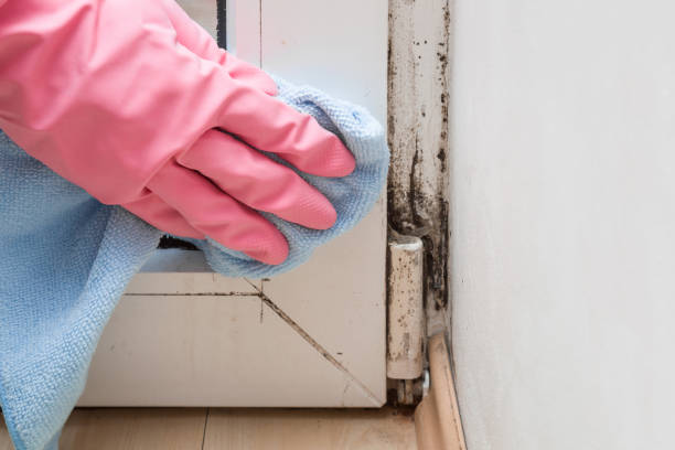 Best Toxic Mold Removal  in Arlington, MN